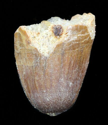 Cretaceous Fossil Crocodile Tooth - Morocco #50266